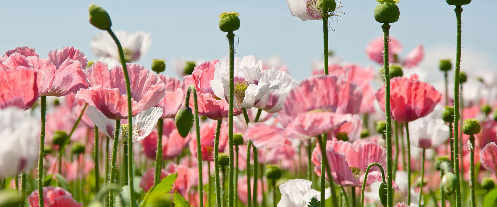 Blumenwiese Mohnblumen, Glasbild Panorama