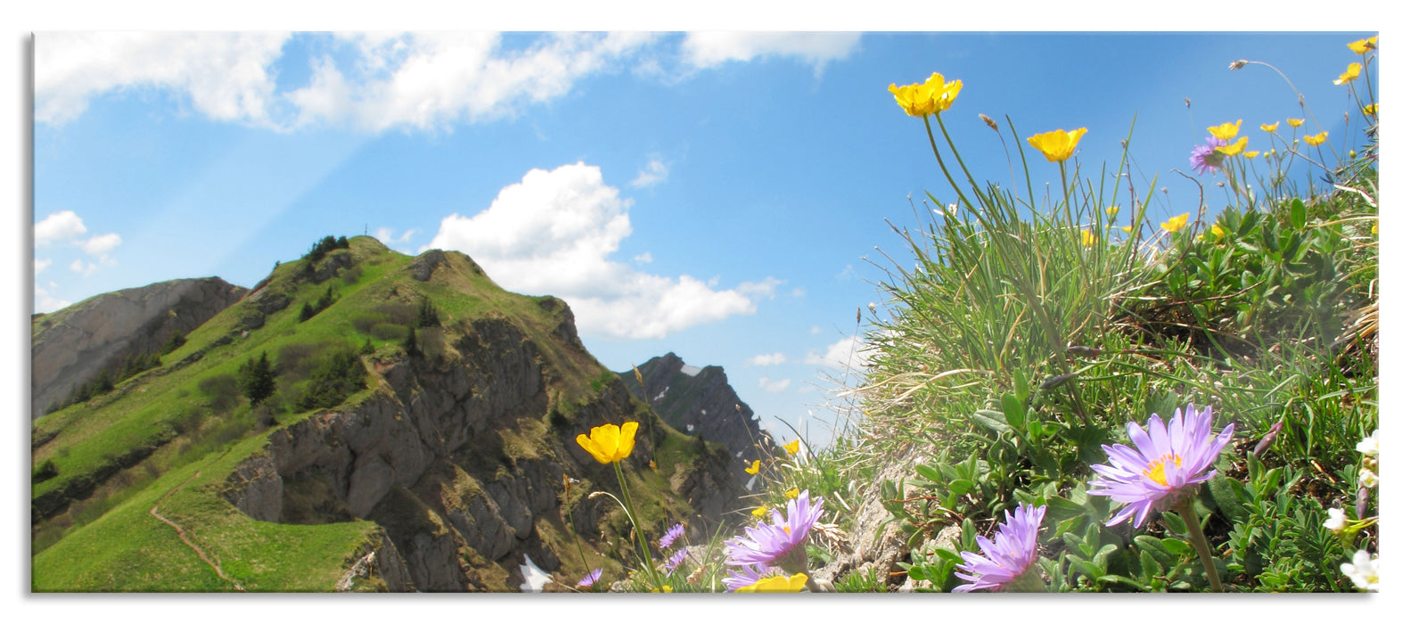 Blumenwiese im Frühling, Glasbild Panorama