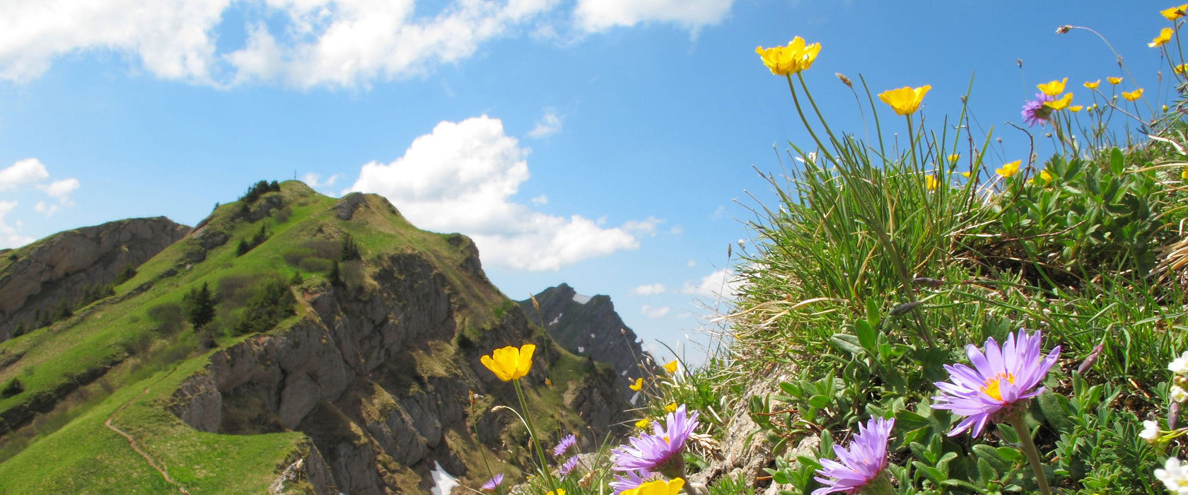 Blumenwiese im Frühling, Glasbild Panorama