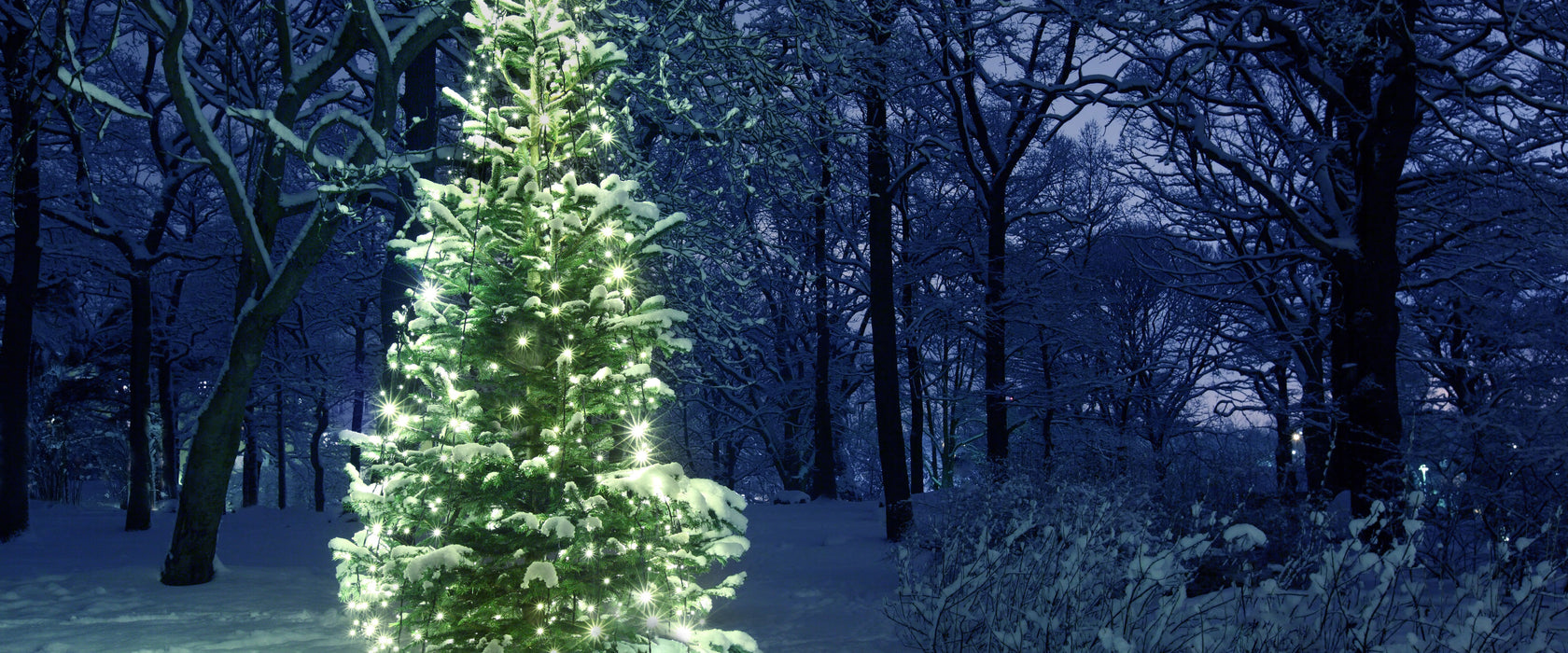 Leuchtender Weihnachtsbaum, Glasbild Panorama