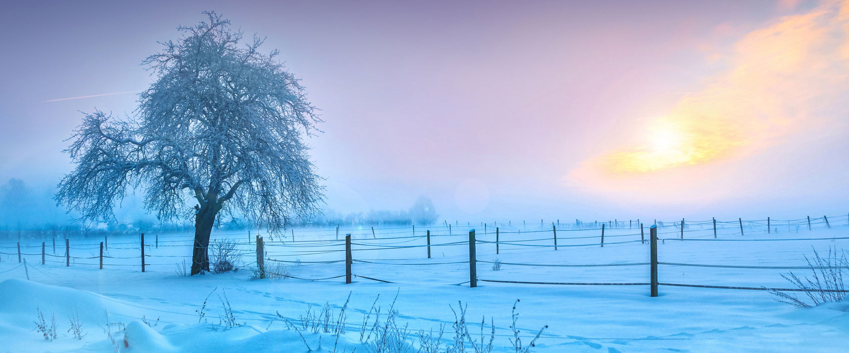 Baum in Winterlandschaft, Glasbild Panorama