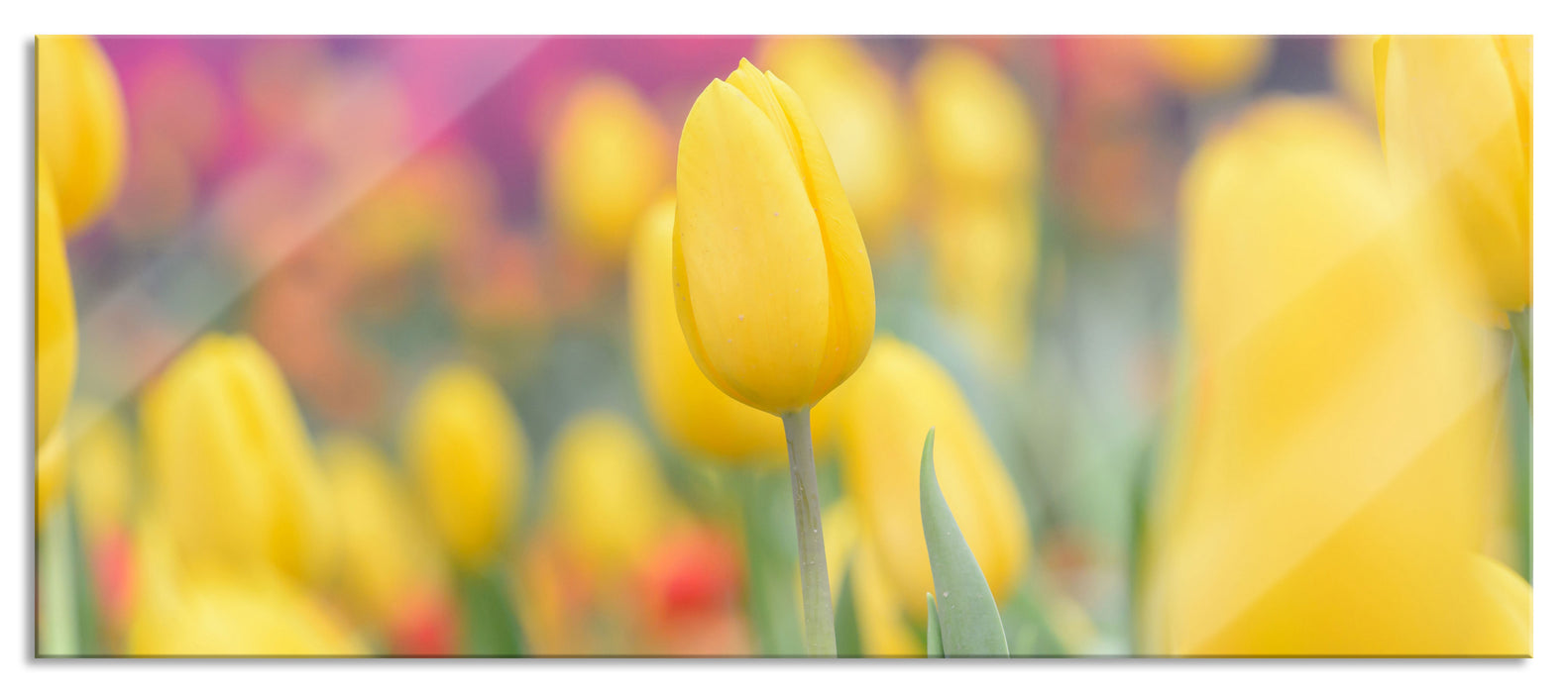 Gelbe Tulpen im Frühling, Glasbild Panorama