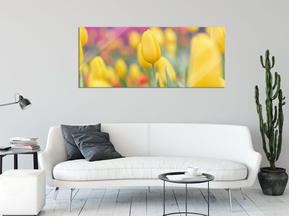 Gelbe Tulpen im Frühling, Glasbild Panorama