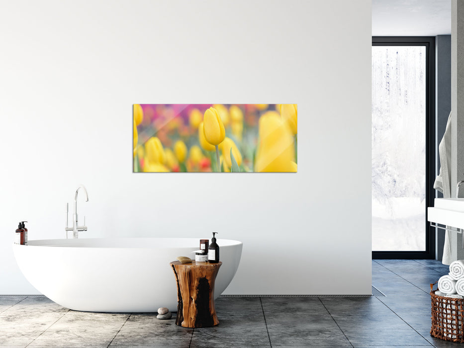 Gelbe Tulpen im Frühling, Glasbild Panorama