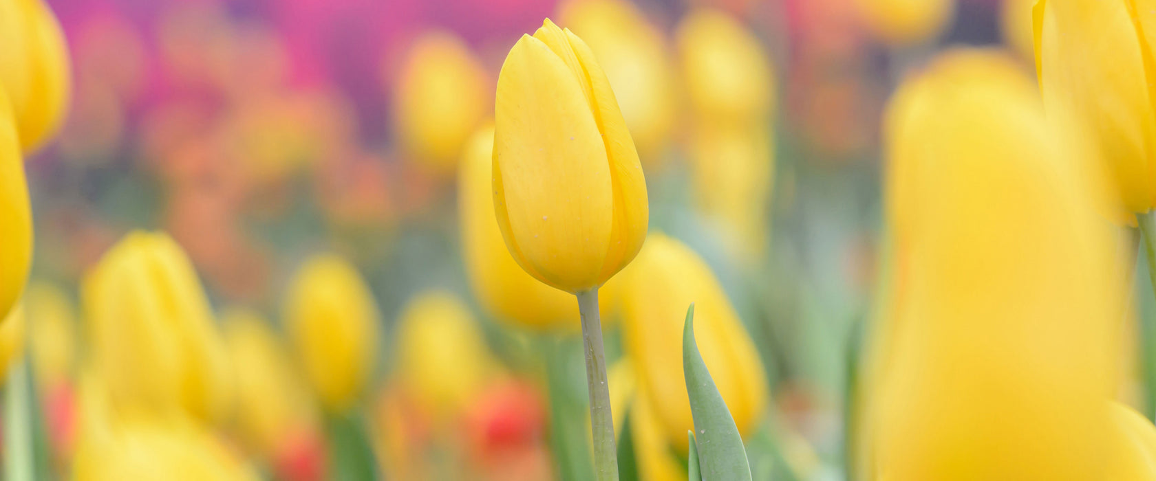 Gelbe Tulpen im Frühling, Glasbild Panorama