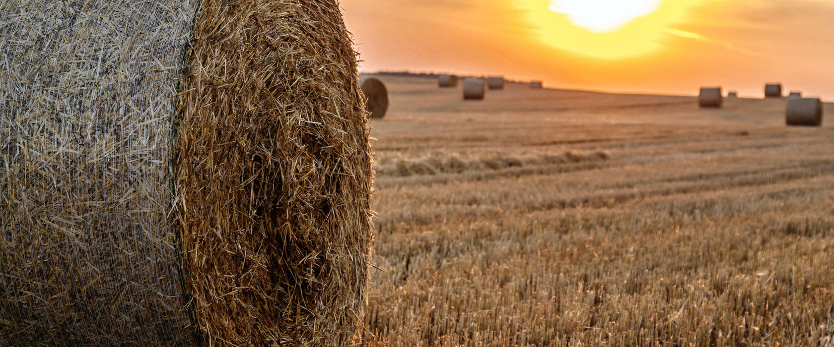 Strohballen auf Feld, Glasbild Panorama