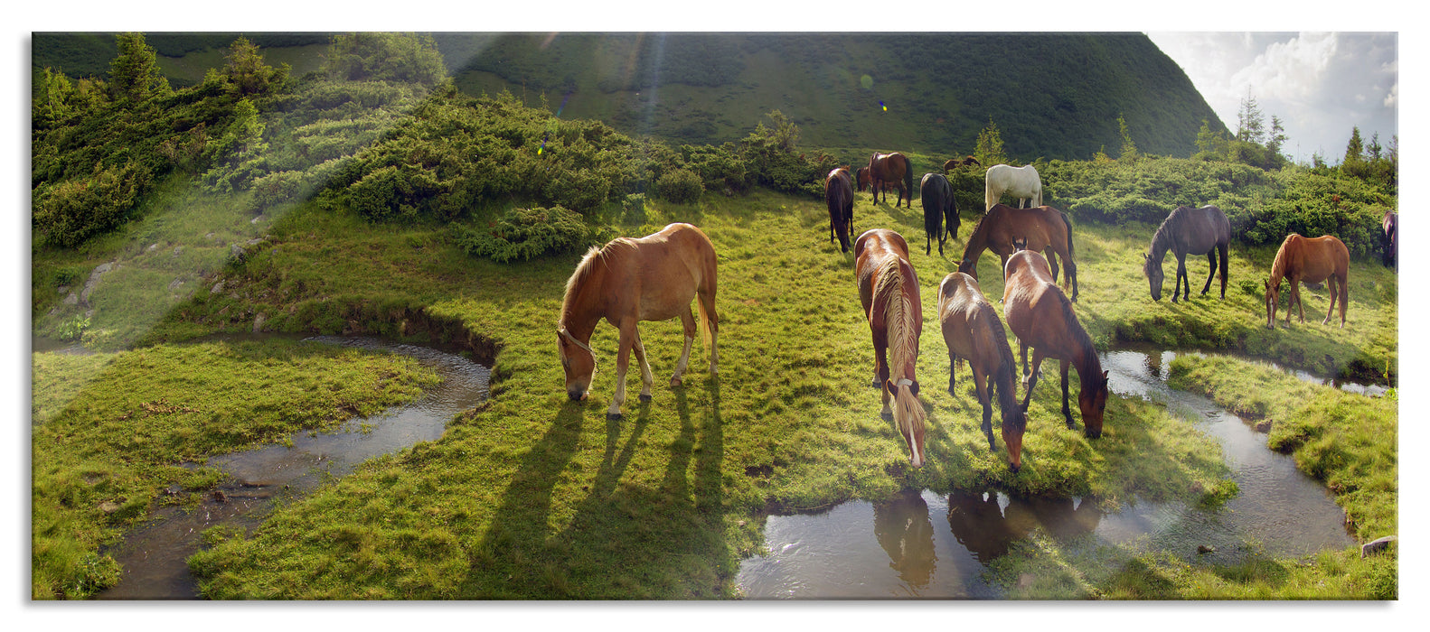 Pferde auf Wiese, Glasbild Panorama