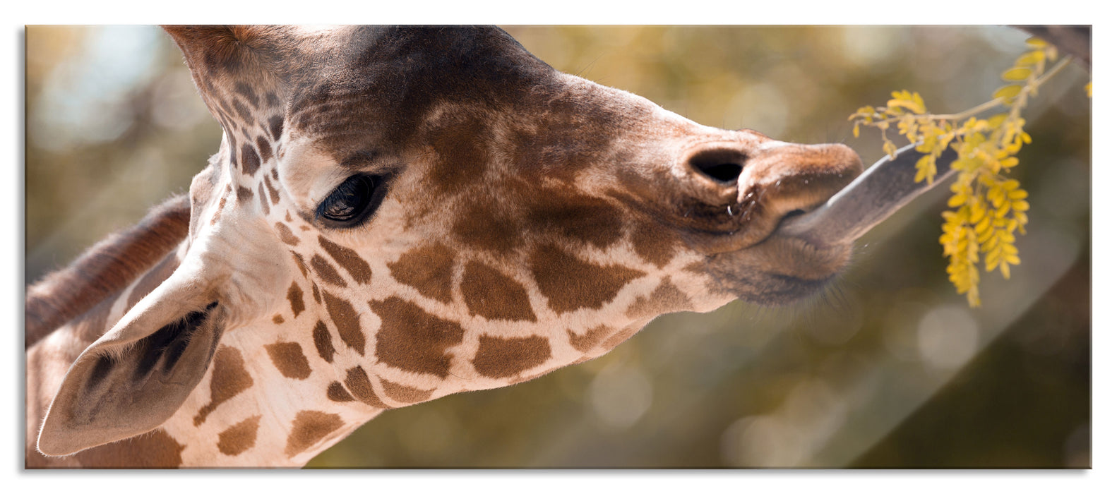 Pixxprint Giraffe Gesicht, Glasbild Panorama