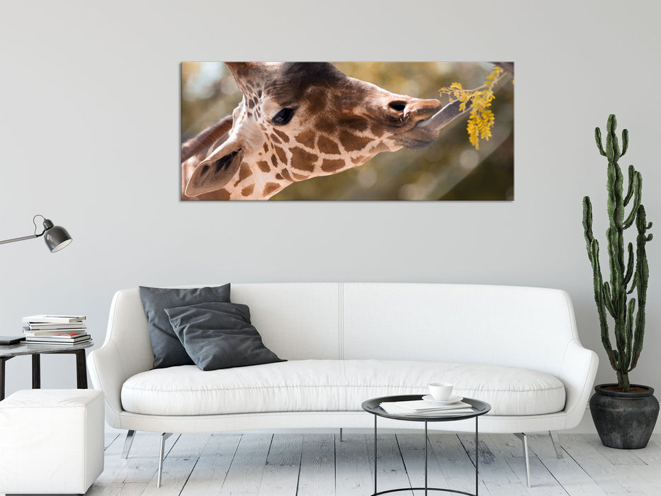 Giraffe Gesicht, Glasbild Panorama