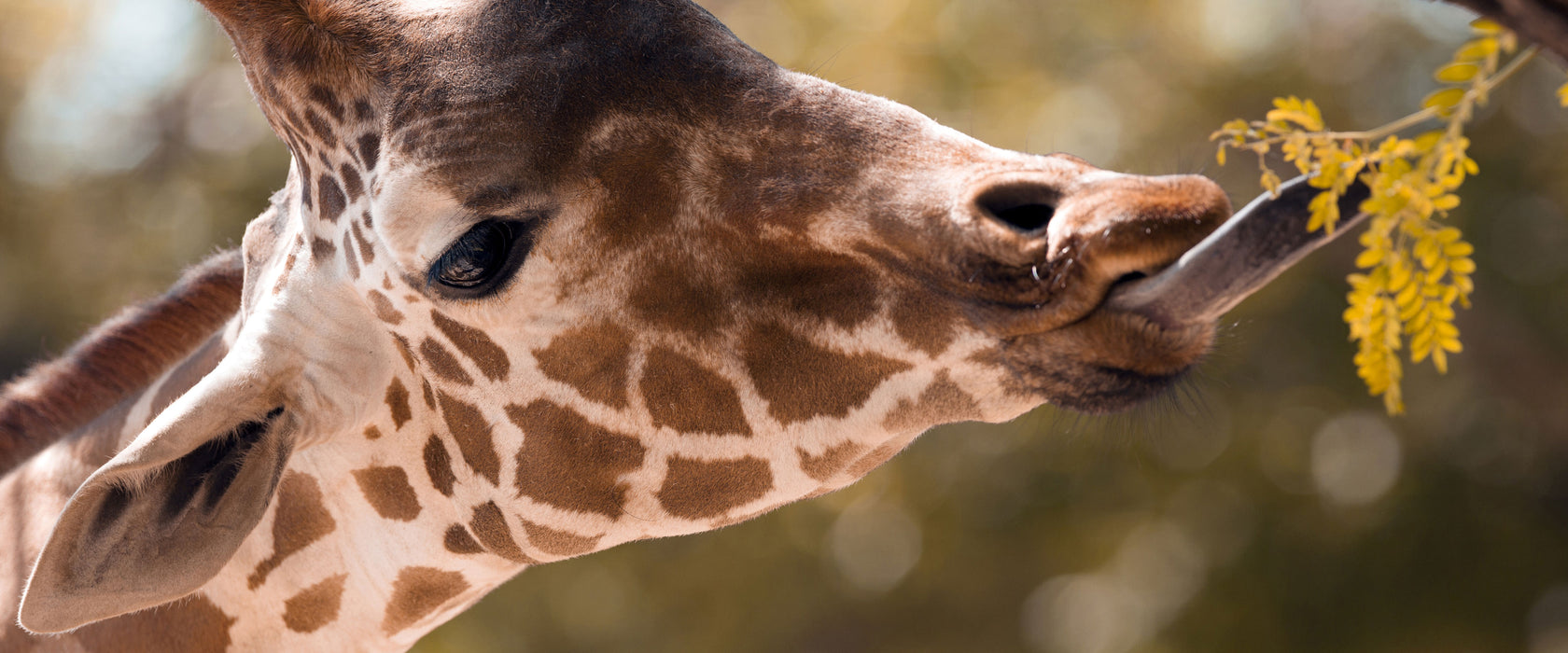 Giraffe Gesicht, Glasbild Panorama