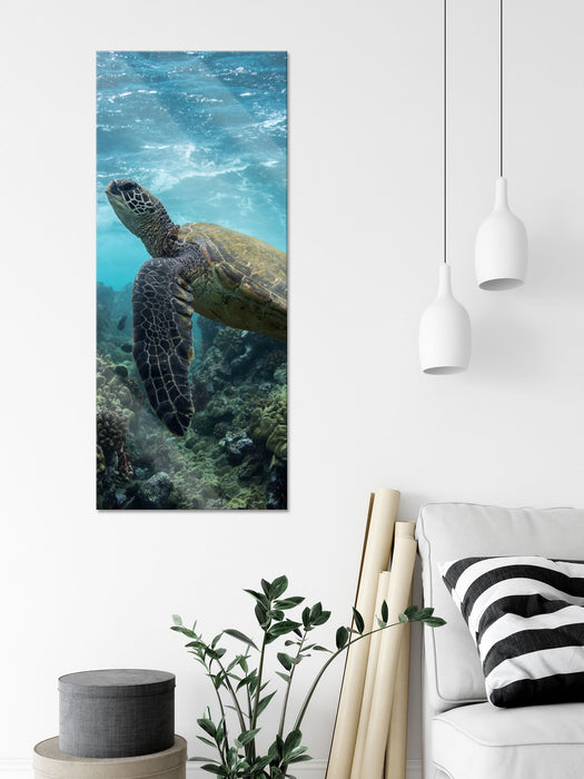 Schildkröte im Pazifik, Glasbild Panorama