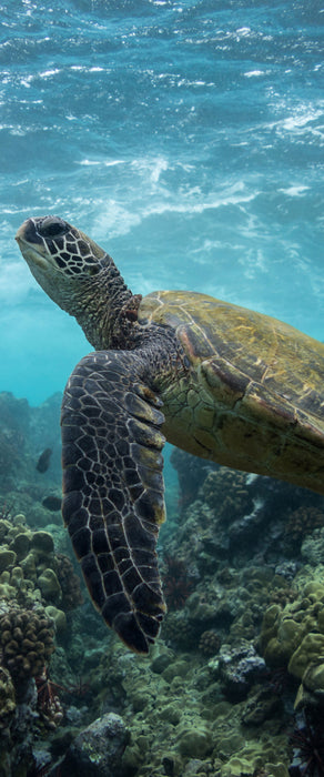 Schildkröte im Pazifik, Glasbild Panorama