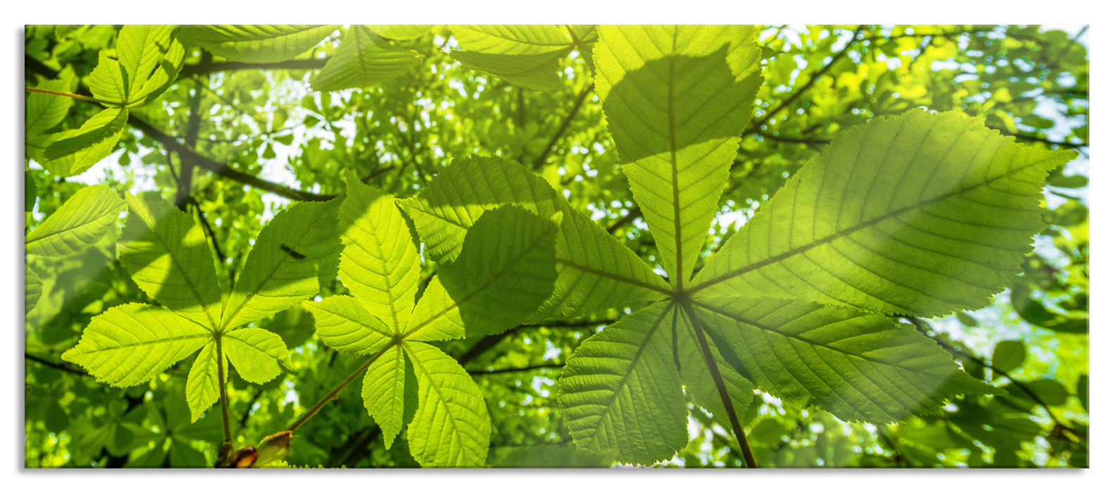 Pixxprint Grüne Blätter, Glasbild Panorama