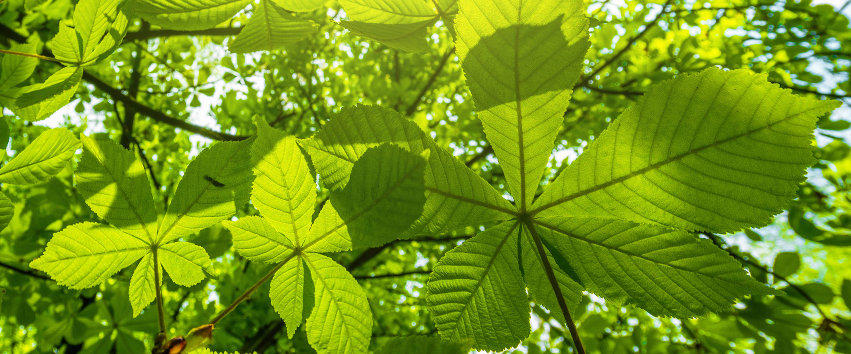 Grüne Blätter, Glasbild Panorama