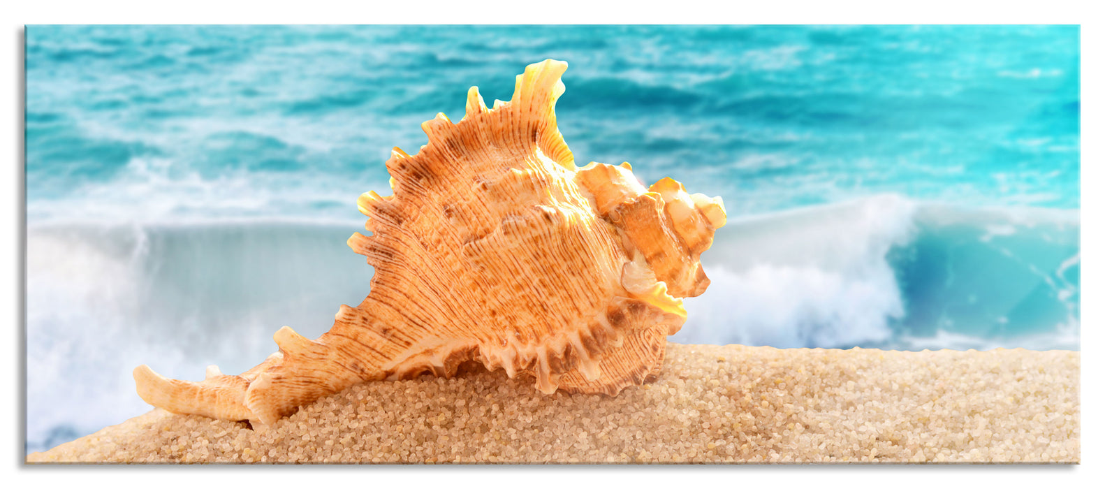 Pixxprint Muschel am Strand, Glasbild Panorama