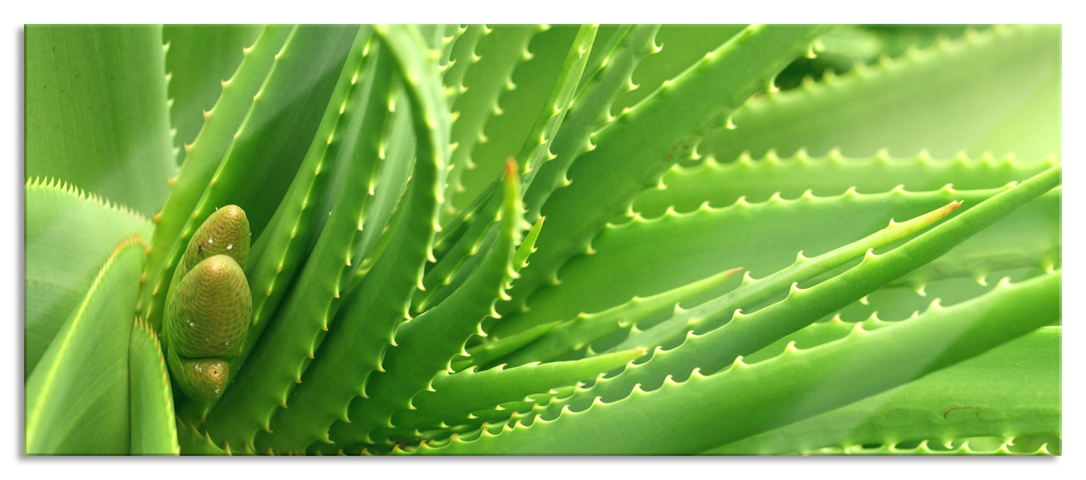 Pixxprint Aloe Vera, Glasbild Panorama