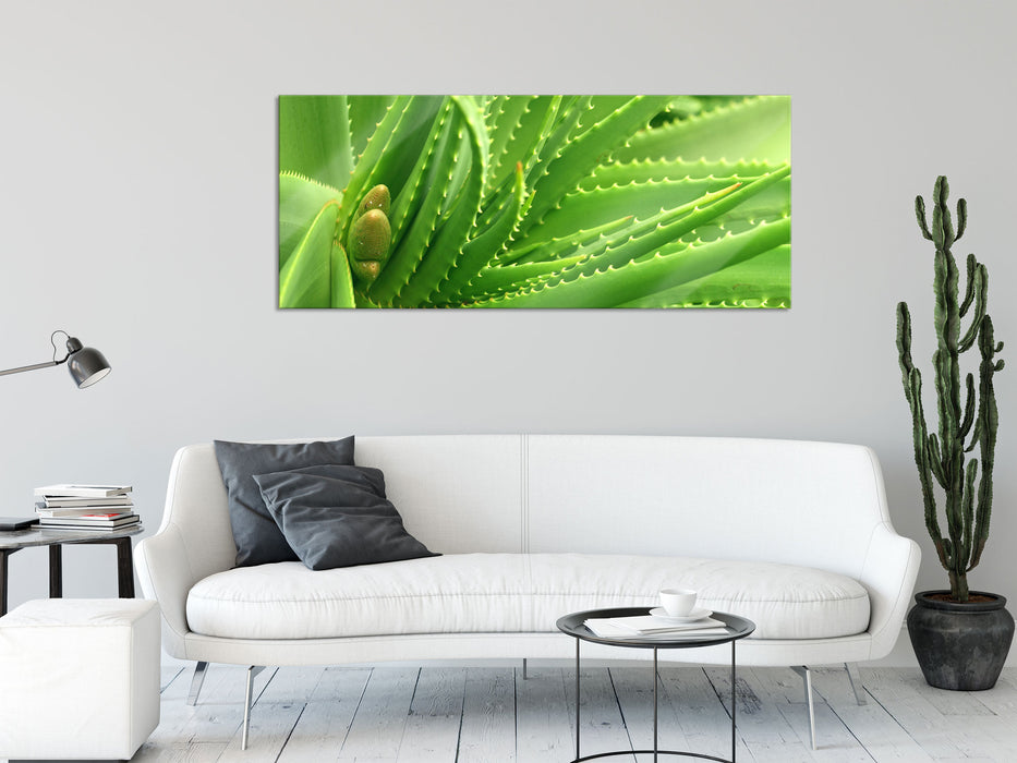 Aloe Vera, Glasbild Panorama