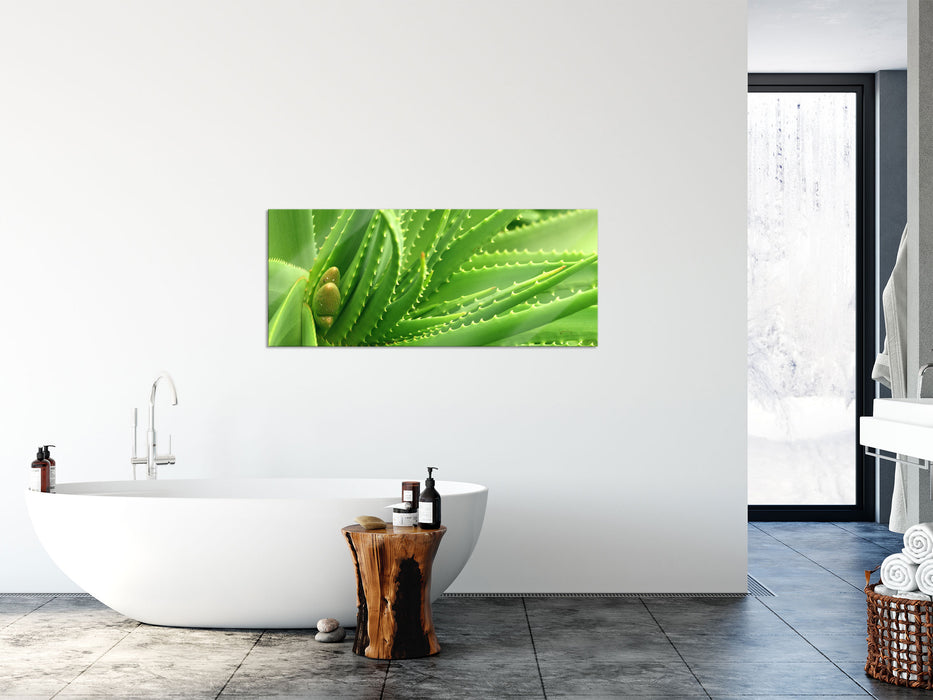 Aloe Vera, Glasbild Panorama