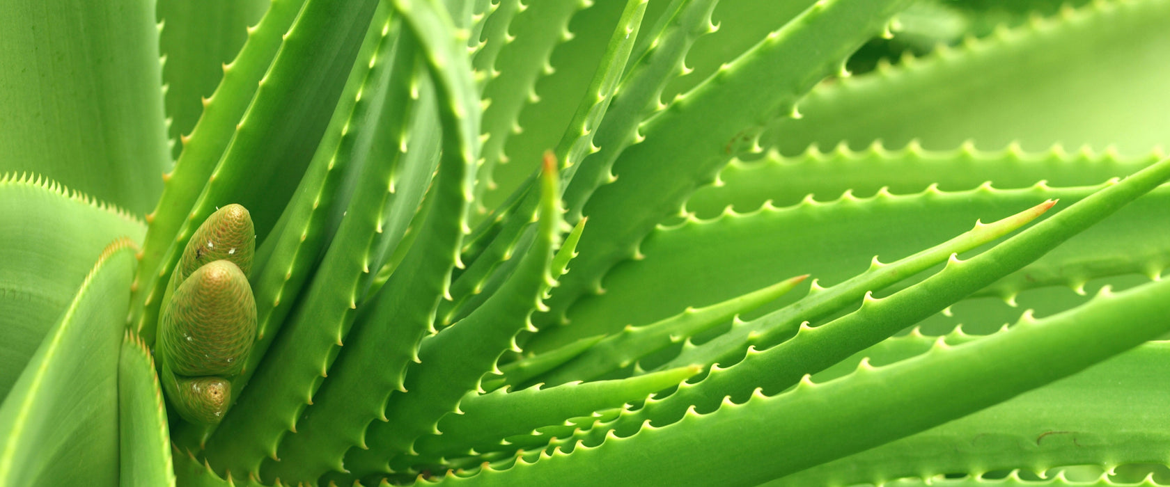 Aloe Vera, Glasbild Panorama