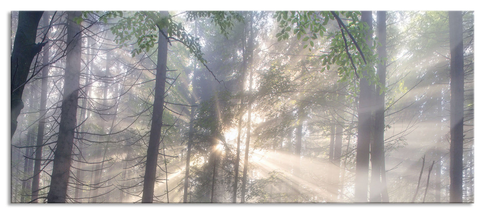 Pixxprint diesiger Waldweg, Glasbild Panorama