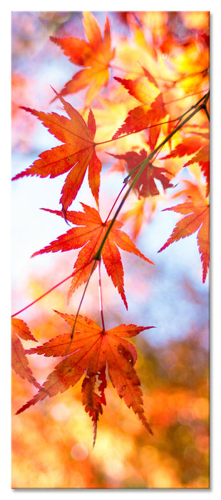 Pixxprint Roter Ahorn im Sonnenlicht, Glasbild Panorama