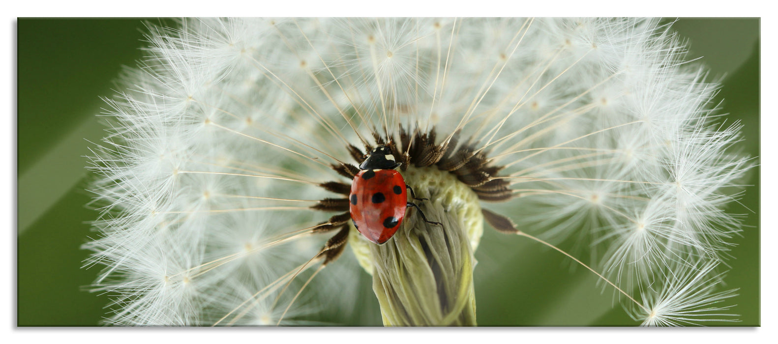 Marienkäfer auf Pusteblume, Glasbild Panorama