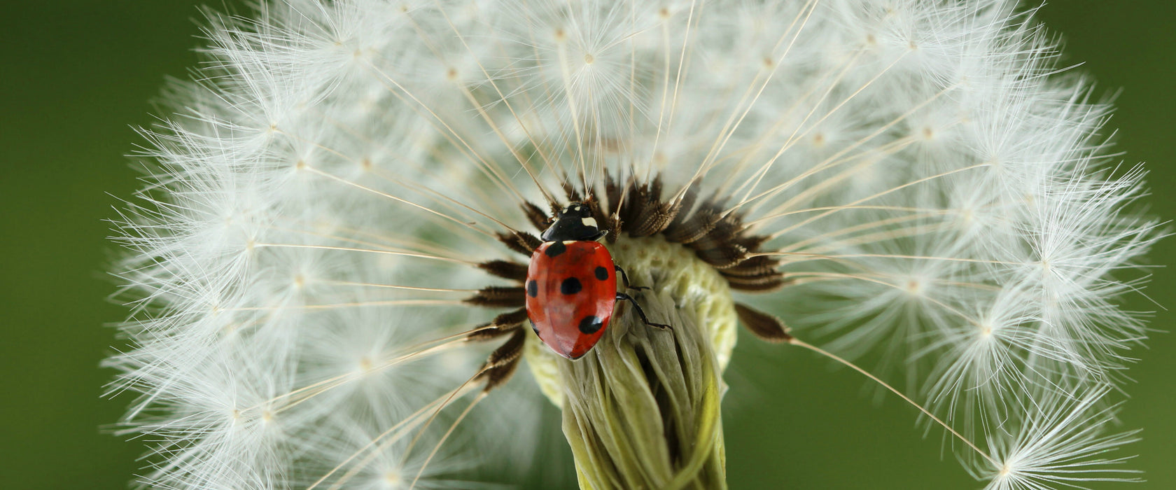 Marienkäfer auf Pusteblume, Glasbild Panorama