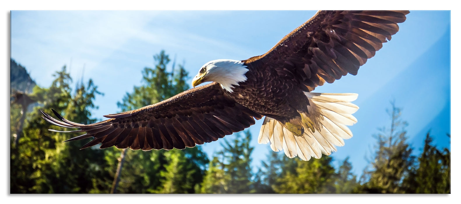 Pixxprint Adler, Glasbild Panorama