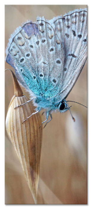 Pixxprint Schmetterling auf Blume Natur Tier, Glasbild Panorama