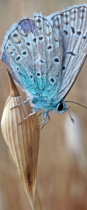 Schmetterling auf Blume Natur Tier, Glasbild Panorama