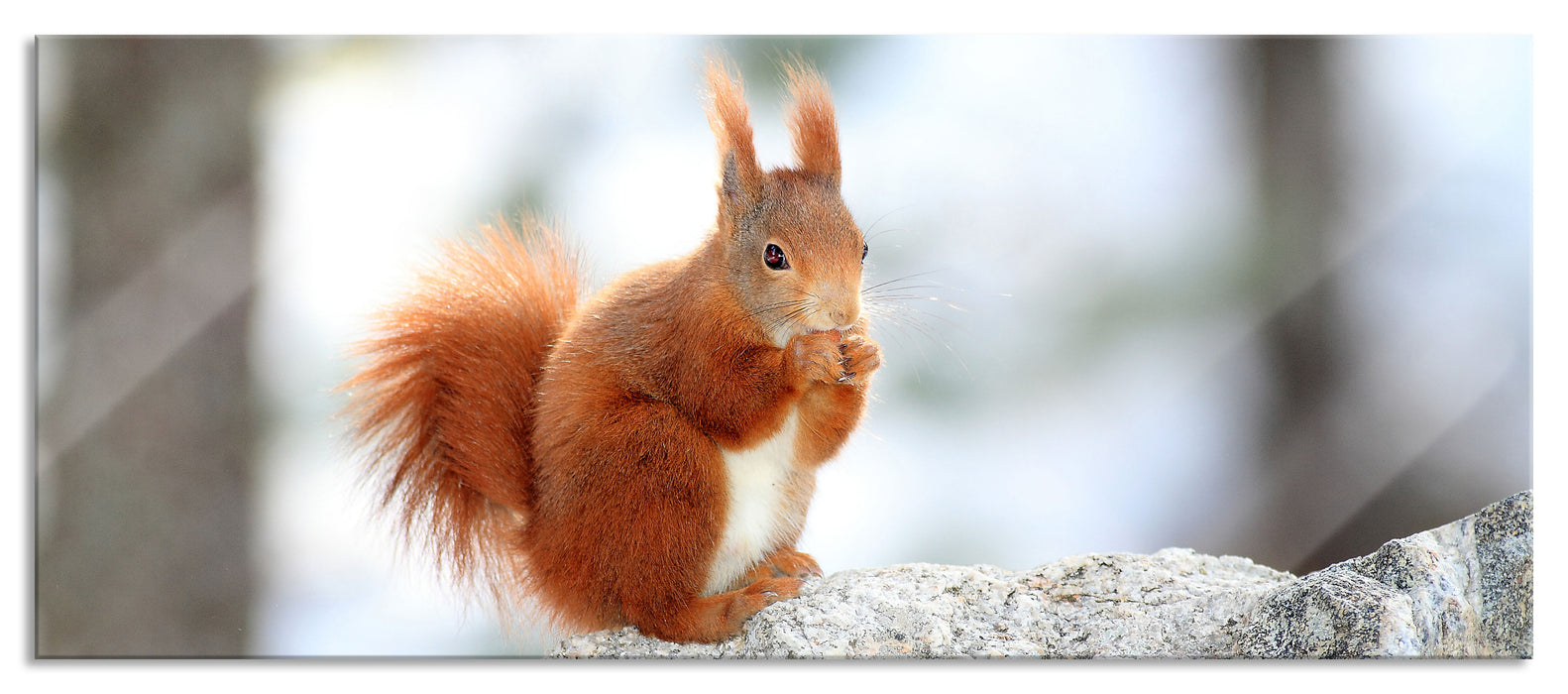 Pixxprint Eichhörnchen im Schnee, Glasbild Panorama