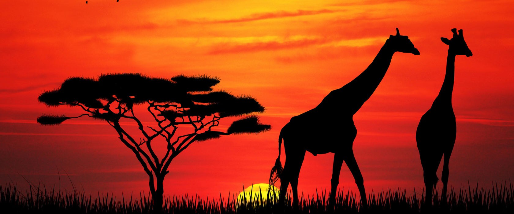 Afrika Giraffen im Sonnenuntergang, Glasbild Panorama