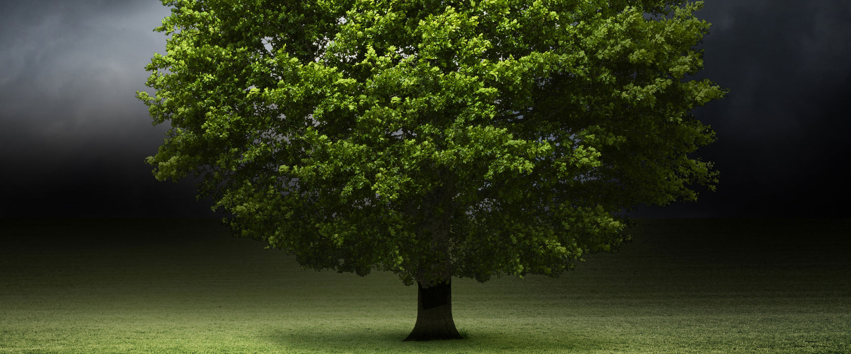 einzelner Baum auf grüner Wiese, Glasbild Panorama