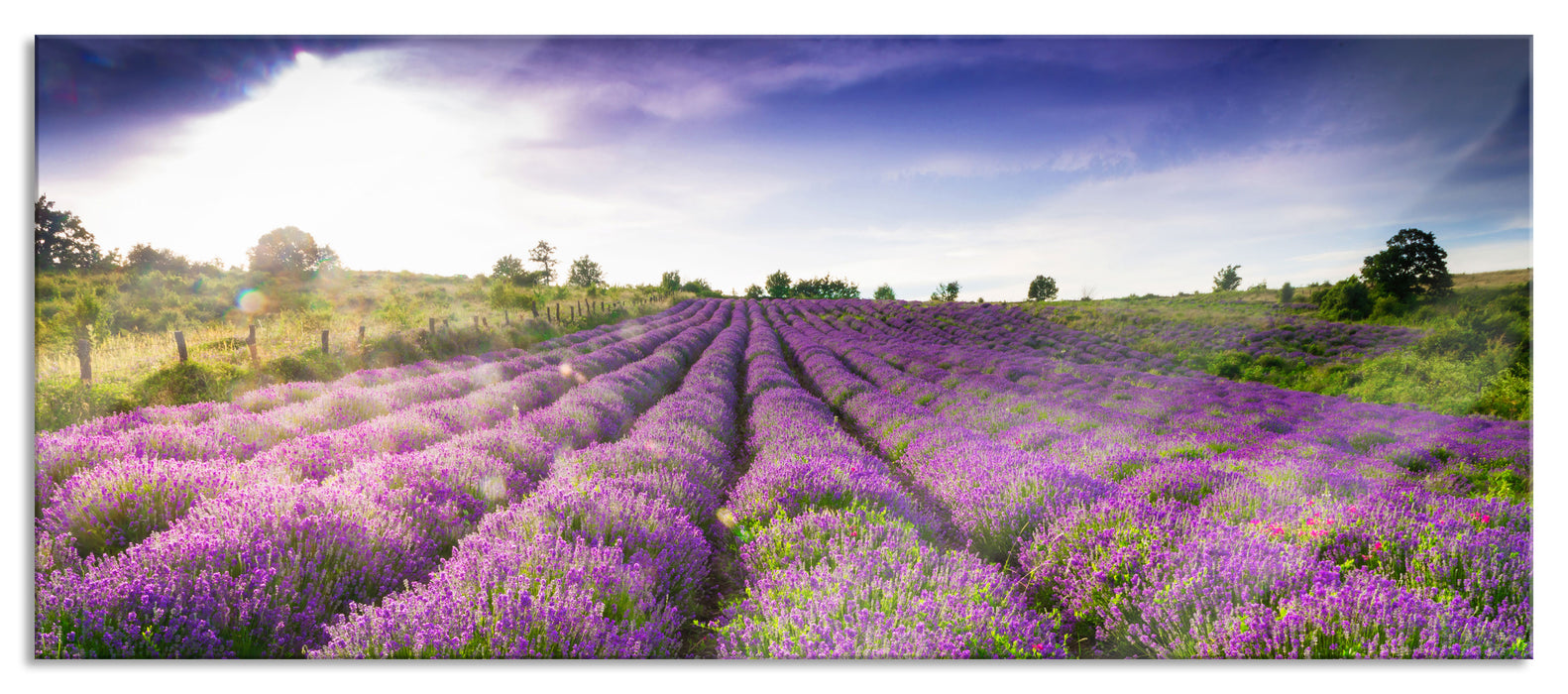 Pixxprint Lavendelfeld Provence, Glasbild Panorama