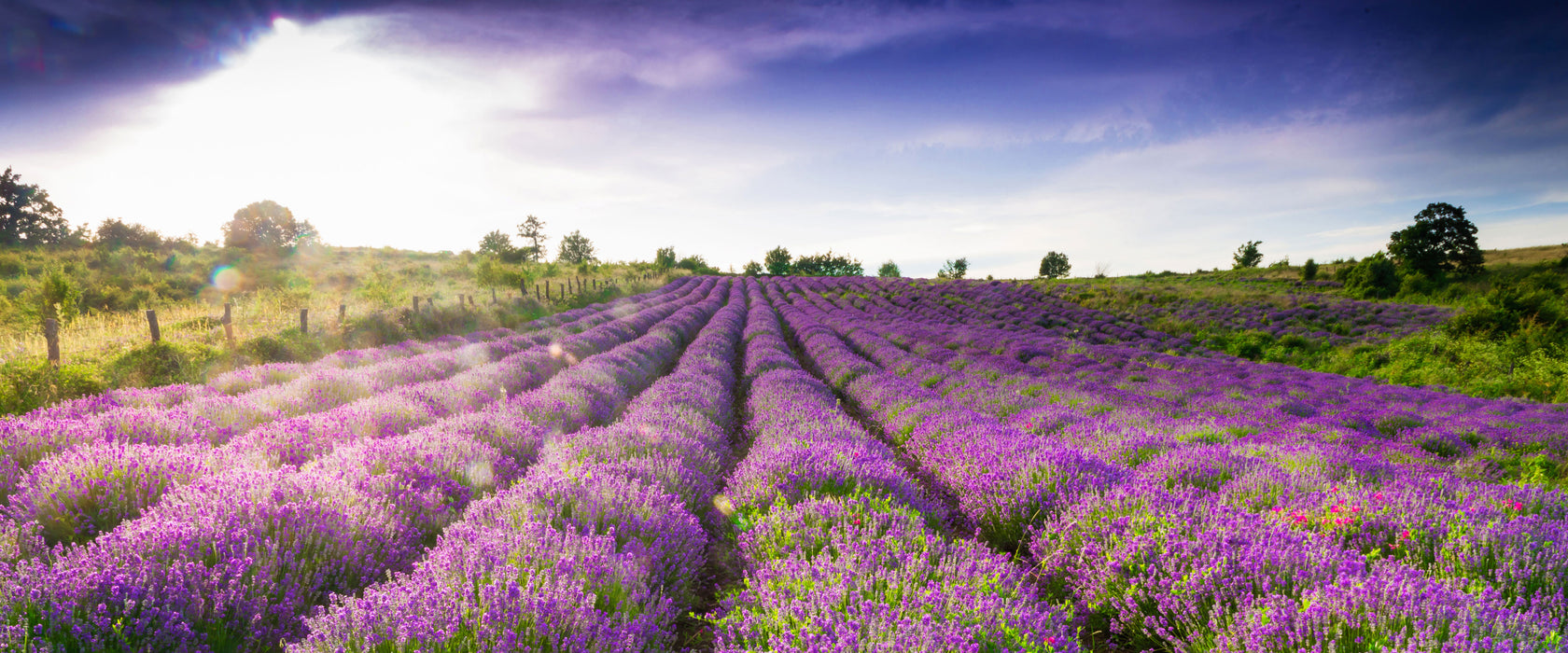 Lavendelfeld Provence, Glasbild Panorama