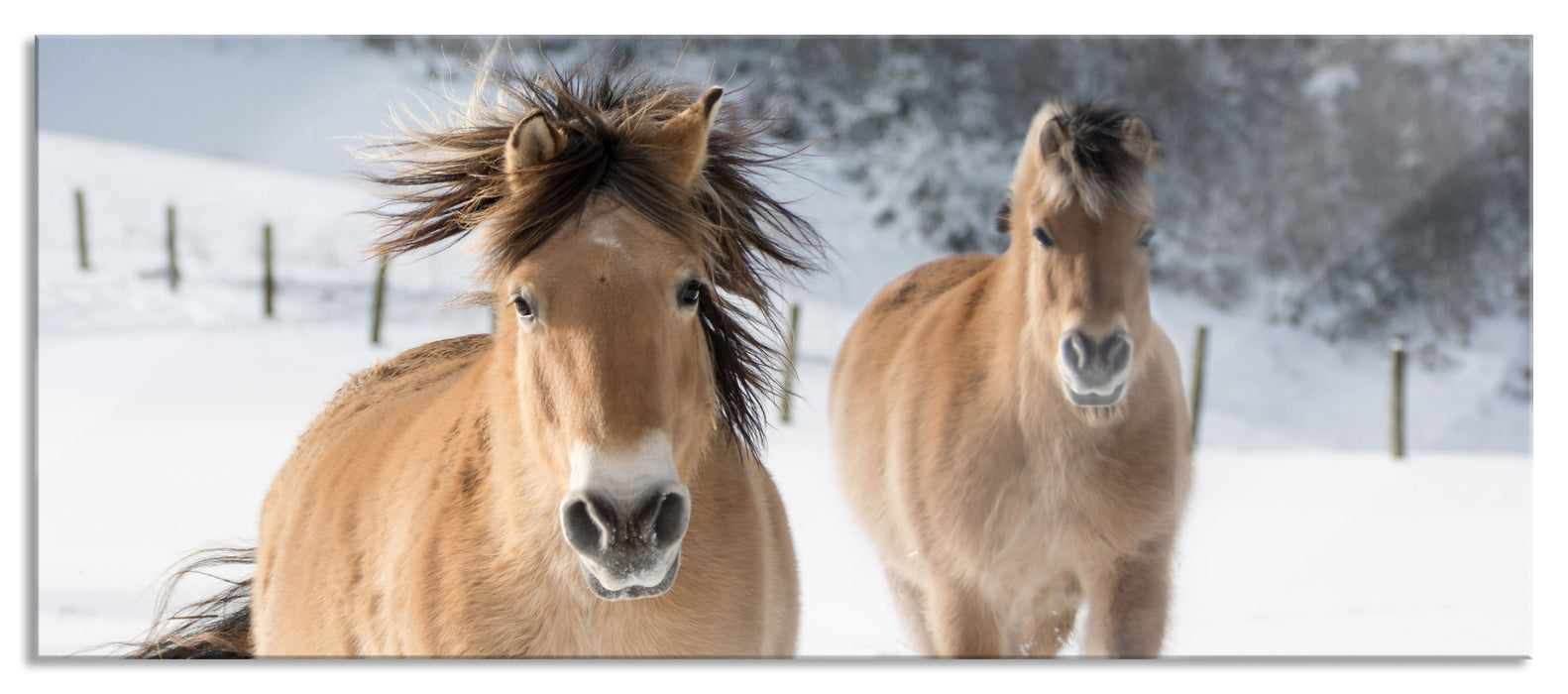 Pferd im Schnee, Glasbild Panorama