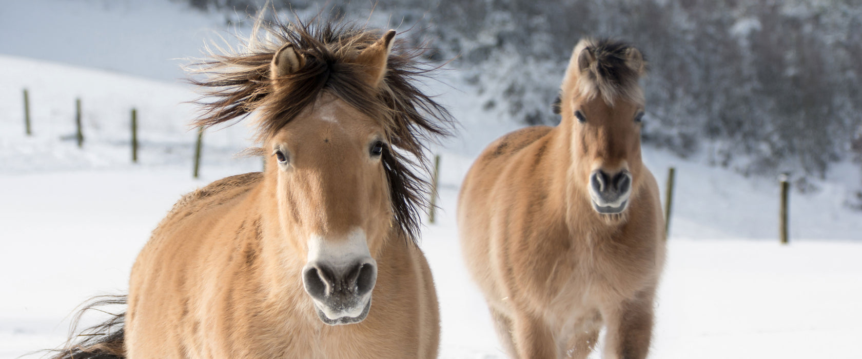 Pferd im Schnee, Glasbild Panorama