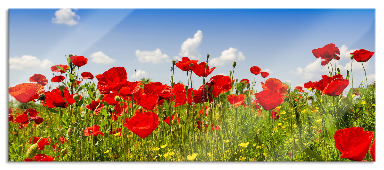 Pixxprint Mohnwiese, Glasbild Panorama