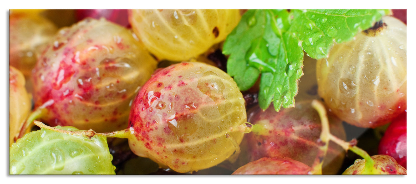 Leckere Stachelbeeren, Glasbild Panorama