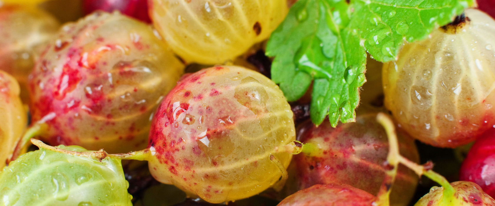 Leckere Stachelbeeren, Glasbild Panorama