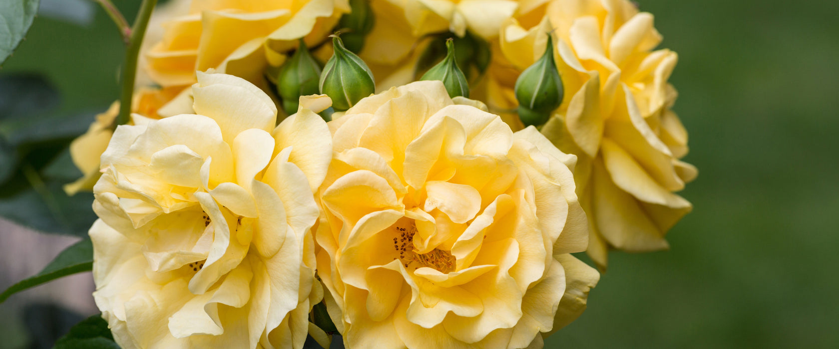 Weiß gelbe Rose Blumen, Glasbild Panorama