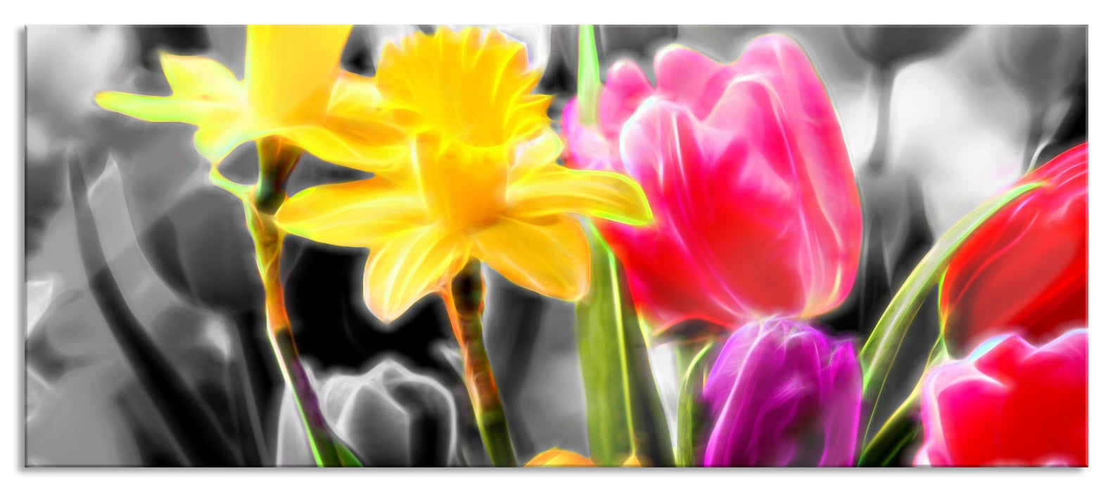 Pixxprint Narzissen und Tulpen, Glasbild Panorama