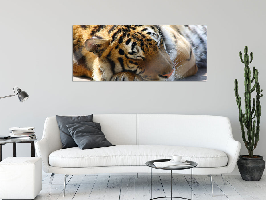 Verschlafener Tiger, Glasbild Panorama