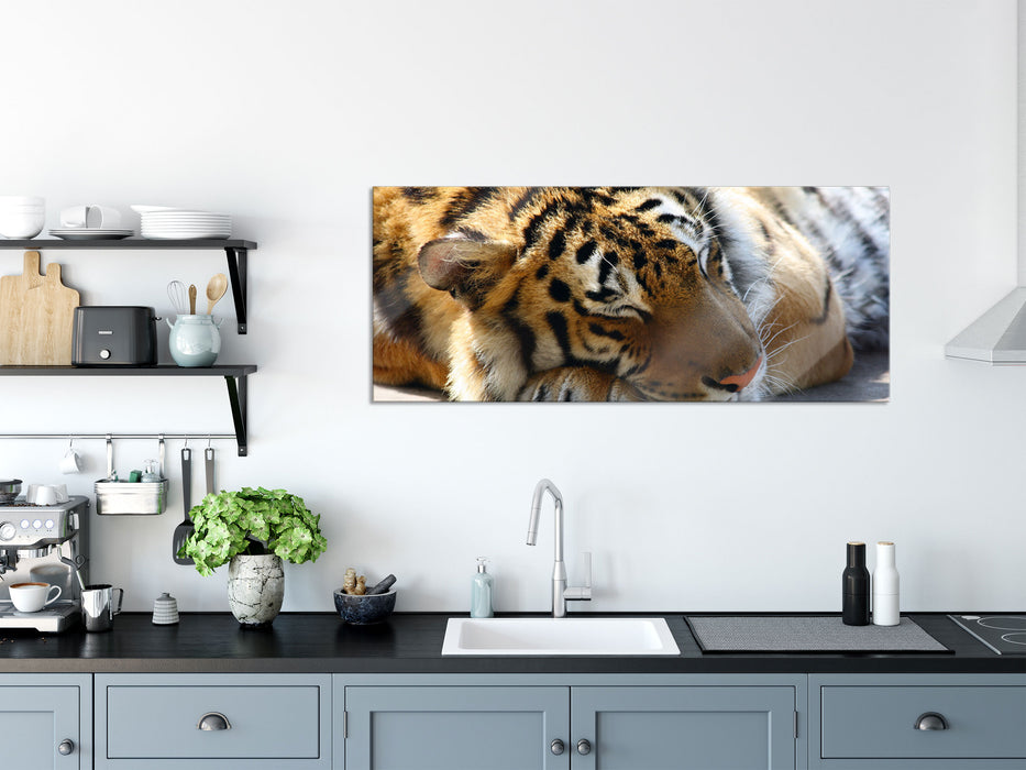 Verschlafener Tiger, Glasbild Panorama