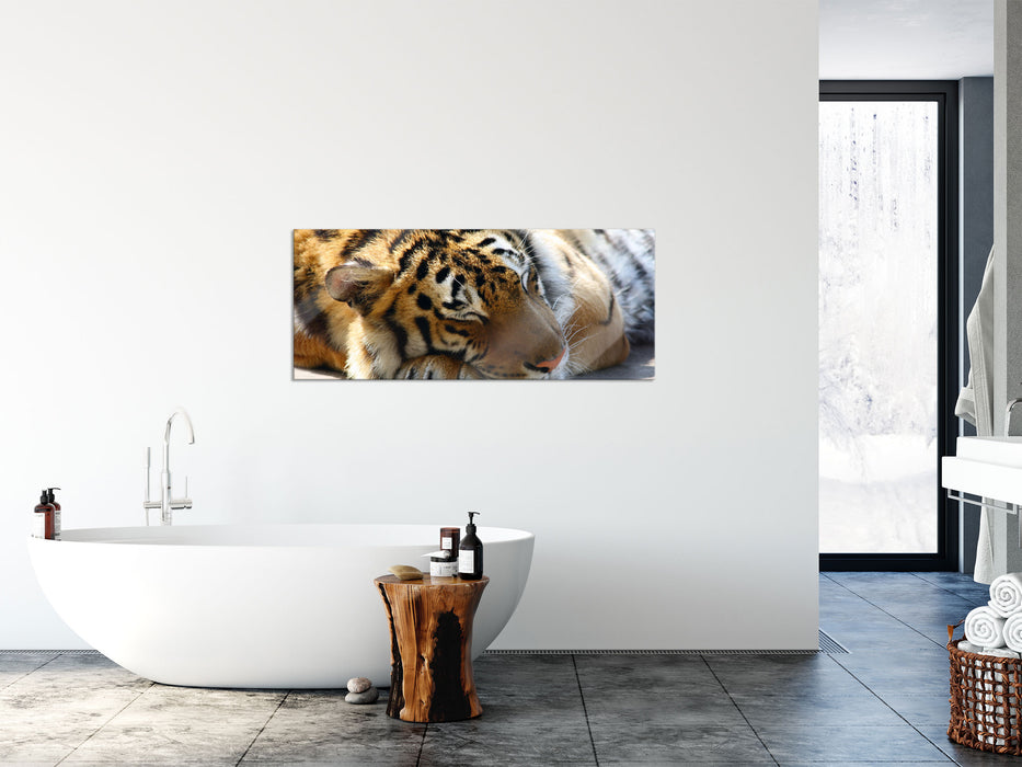 Verschlafener Tiger, Glasbild Panorama