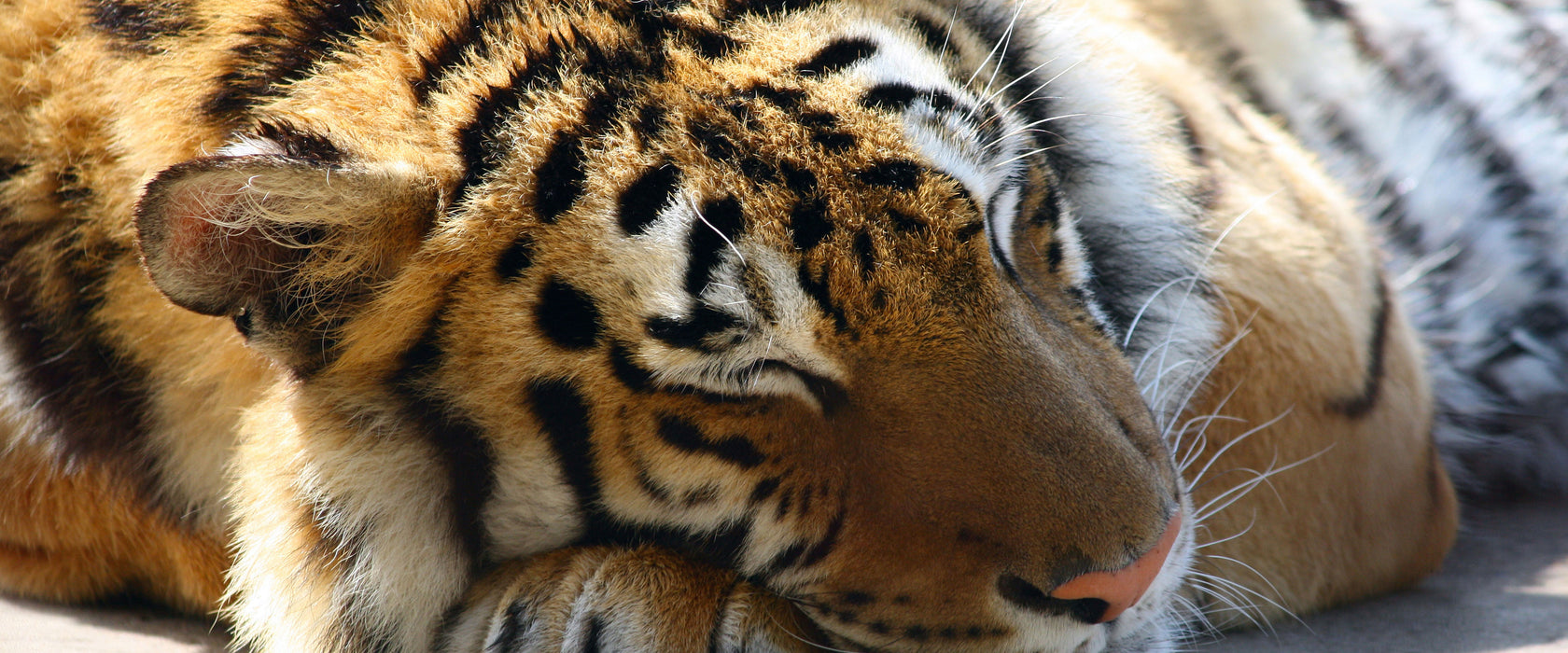 Verschlafener Tiger, Glasbild Panorama