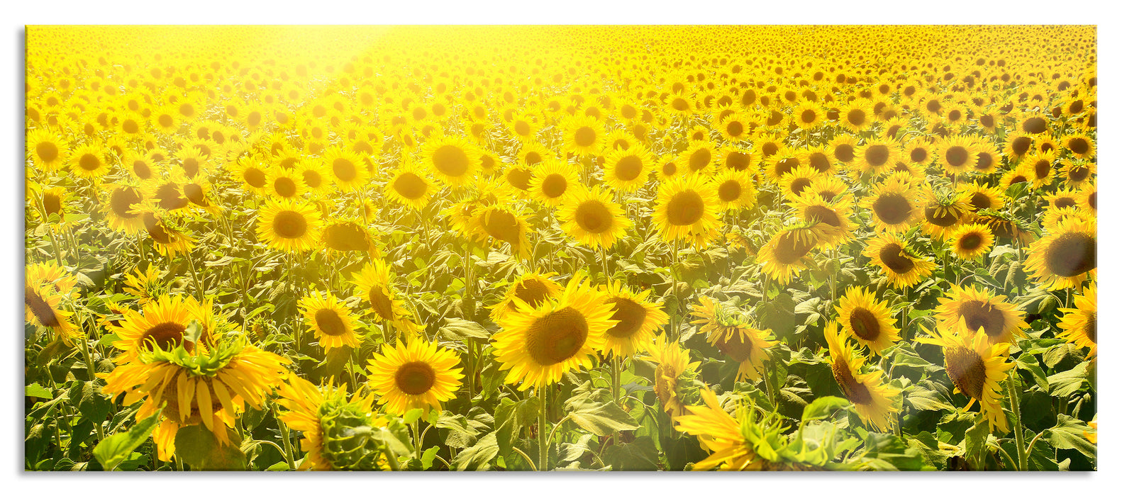 Pixxprint Riesiges Sonnenblumenfeld, Glasbild Panorama