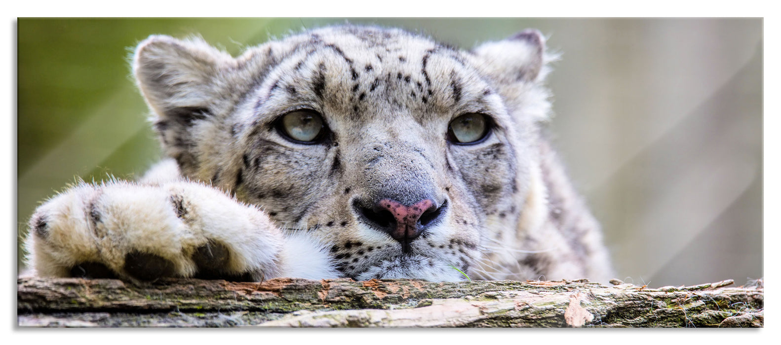 Pixxprint Schöner Leopard, Glasbild Panorama