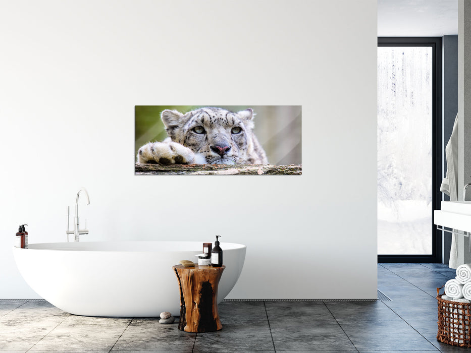 Schöner Leopard, Glasbild Panorama