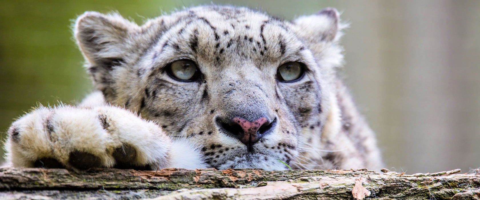 Schöner Leopard, Glasbild Panorama